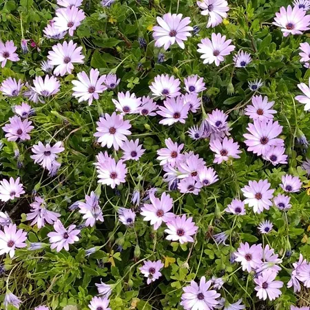 Elisabetta Casa vacanze Torre delle Stelle