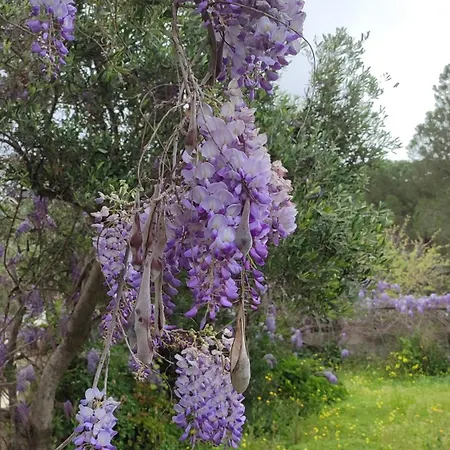 Elisabetta Casa vacanze Torre delle Stelle