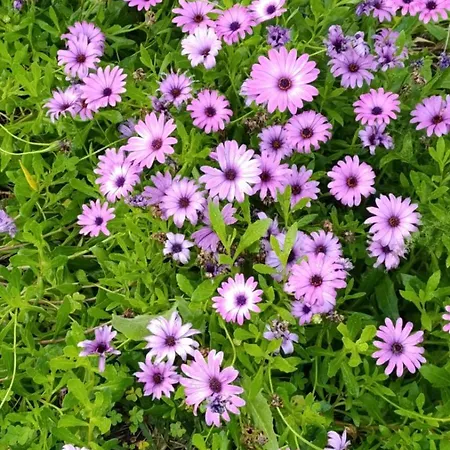 Elisabetta Σπίτι διακοπών