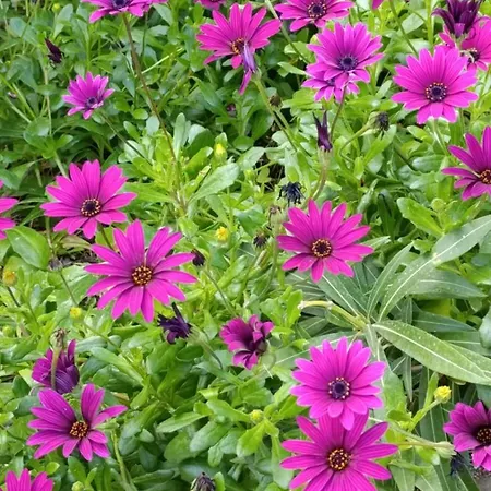 Elisabetta Σπίτι διακοπών Torre delle Stelle